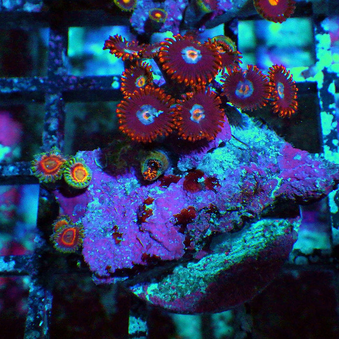 Ultra Zoas Frag 0008