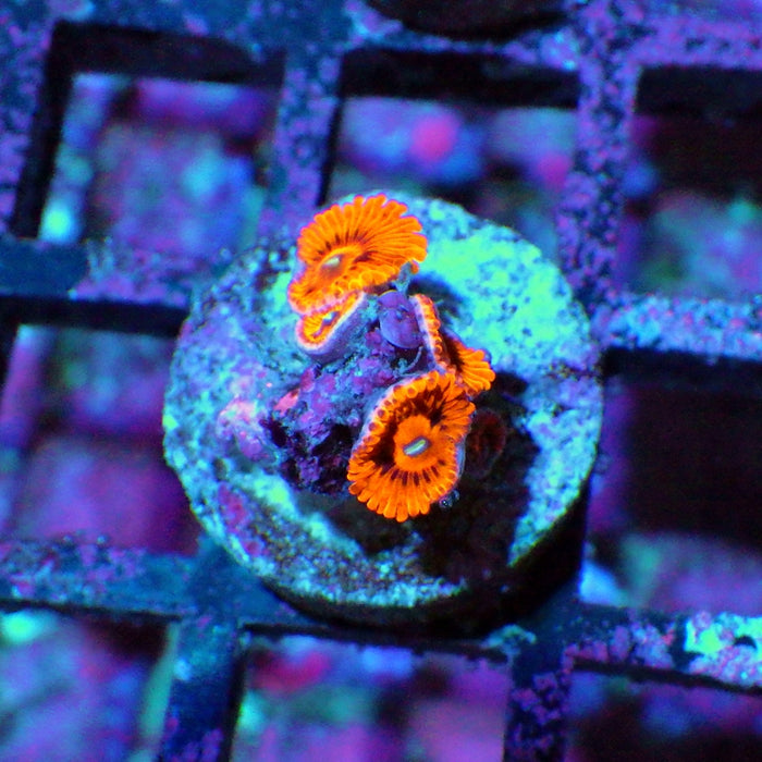 Ultra Zoas Frag 0009