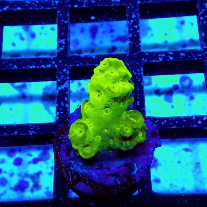 Acro Frag Aquaculture