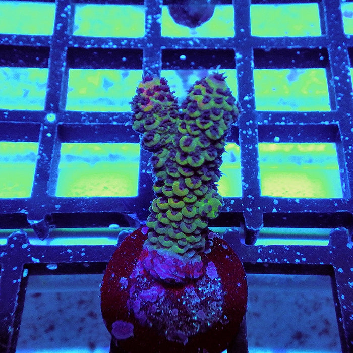 Acro Frag Aquaculture