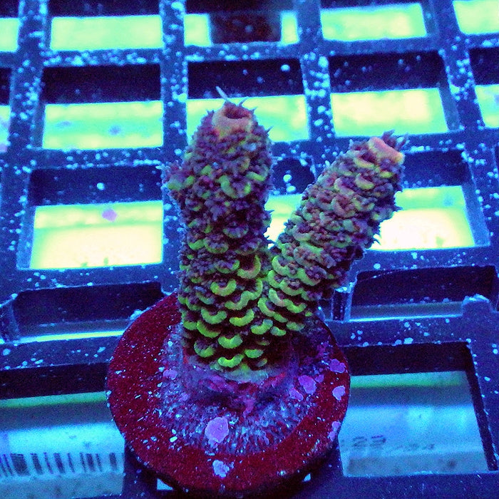 Acro Frag Aquaculture