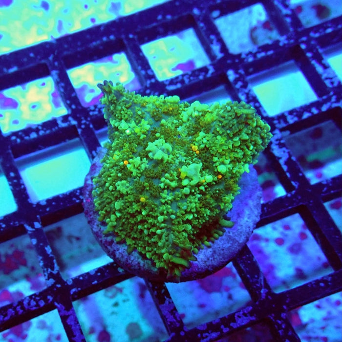 Bubble Rhodactis