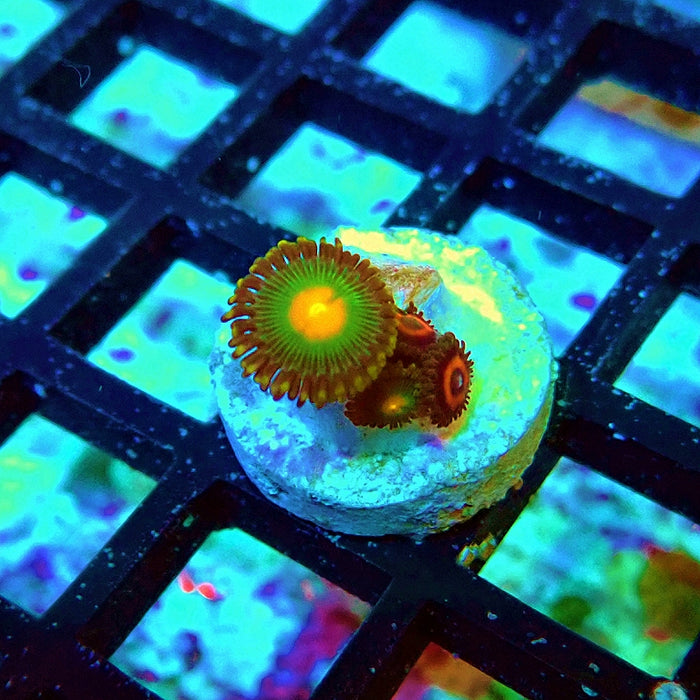 Ultra Zoas Frag