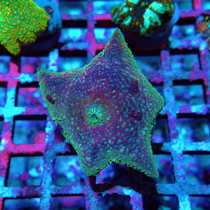 Discosoma