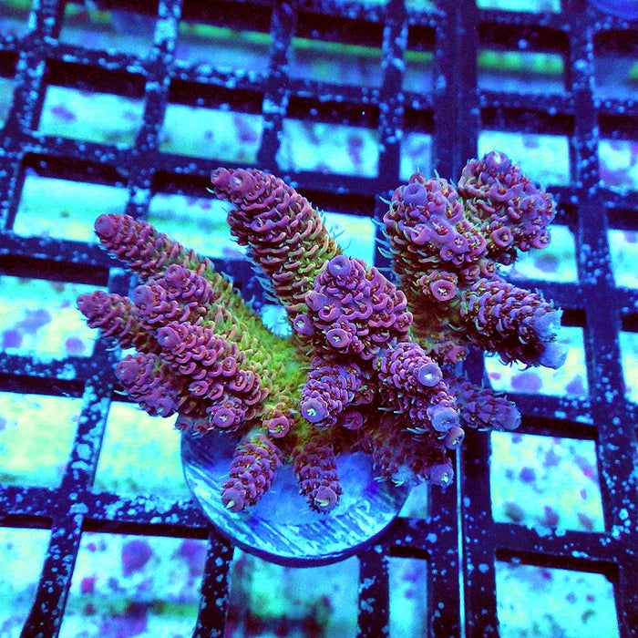 Millepora Purple Tricolor Ultra