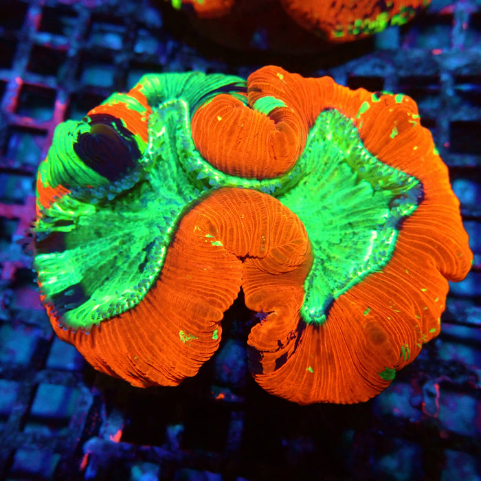 Wellsophyllia Ultra