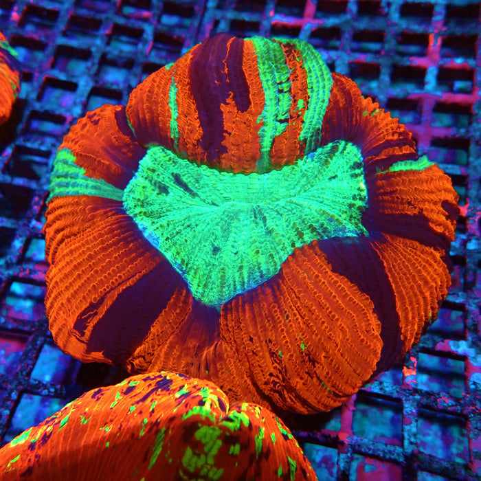 Wellsophyllia Ultra