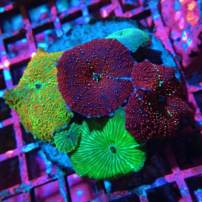Mixed Rainbow Mushrooms Premium Colony