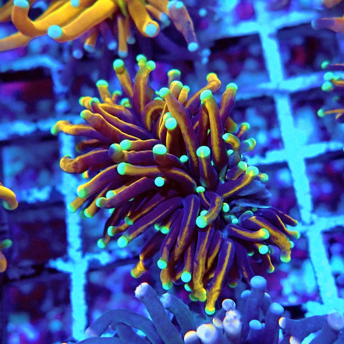 Euphyllia Hell Fire Torch