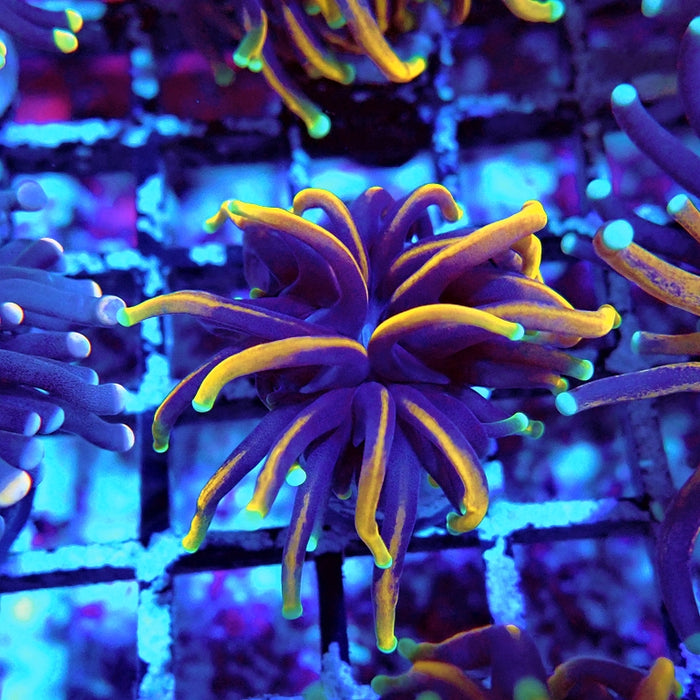 Euphyllia Tiger Torch Black