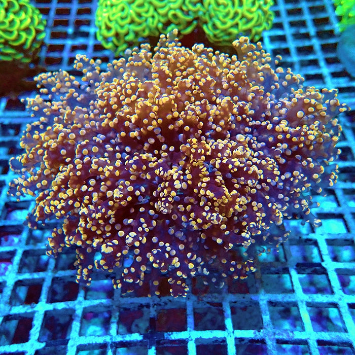 Euphyllia Orange Wall Frogspawn