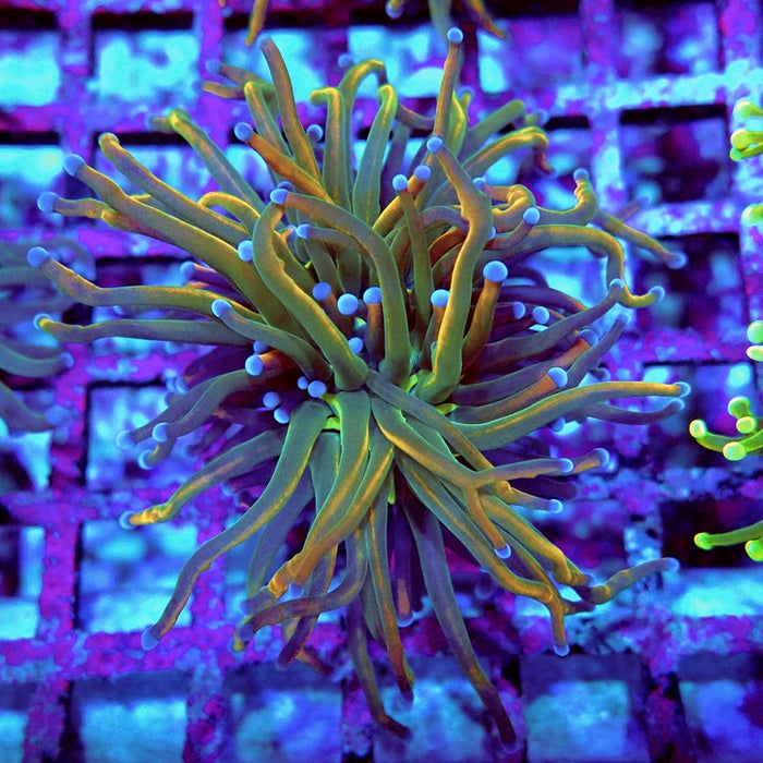 Euphyllia Holy Grail Reverse (30% Colored)