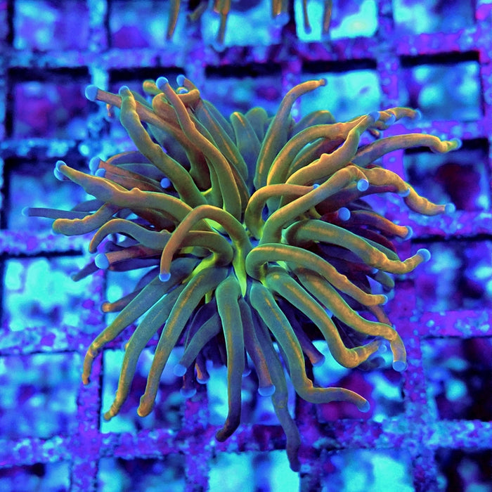 Euphyllia Holy Grail Reverse (30% Colored)