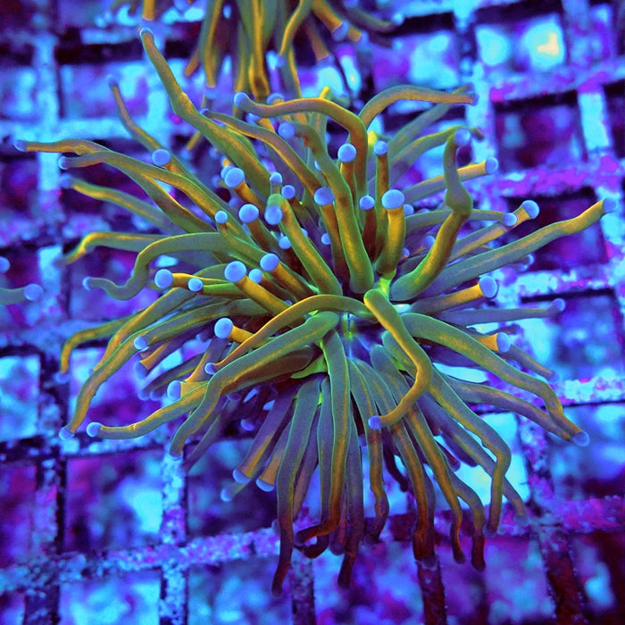 Euphyllia Holy Grail Reverse (30% Colored)