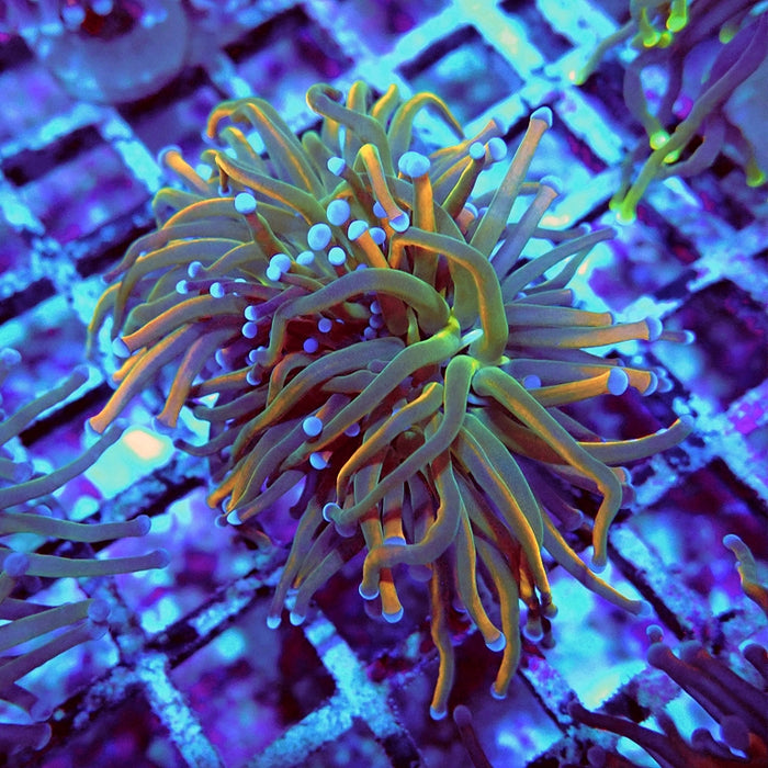 Euphyllia Holy Grail Reverse (30% Colored)