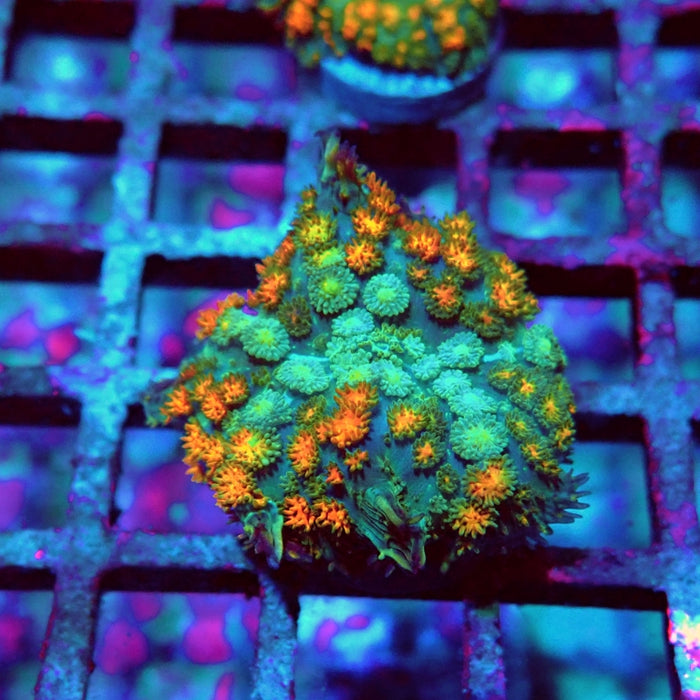 Rodactis Fuzzy Rainbow Ultra