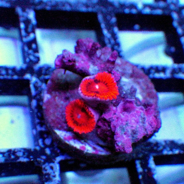 Ultra Zoas Frag