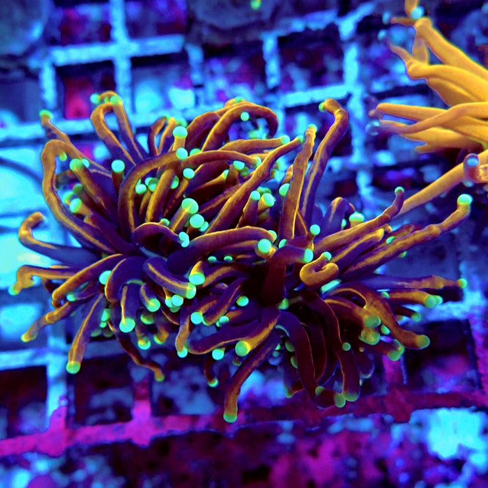 Euphyllia Hell Fire Torch