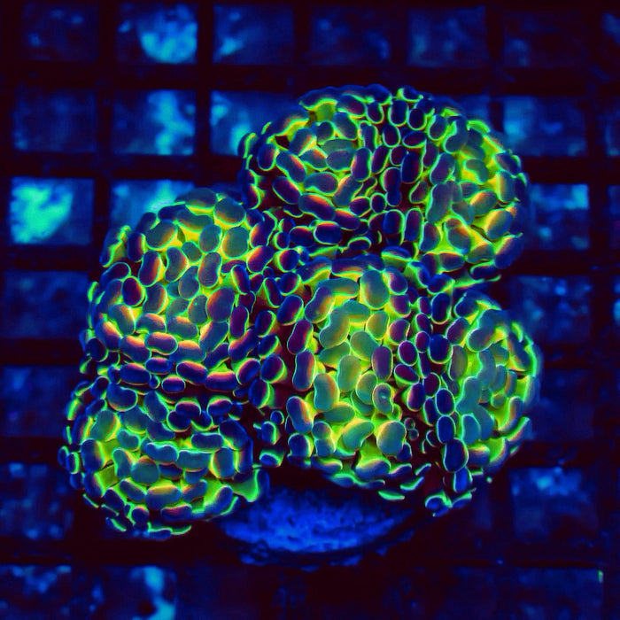Euphyllia Hologram Branch Hammer Colony