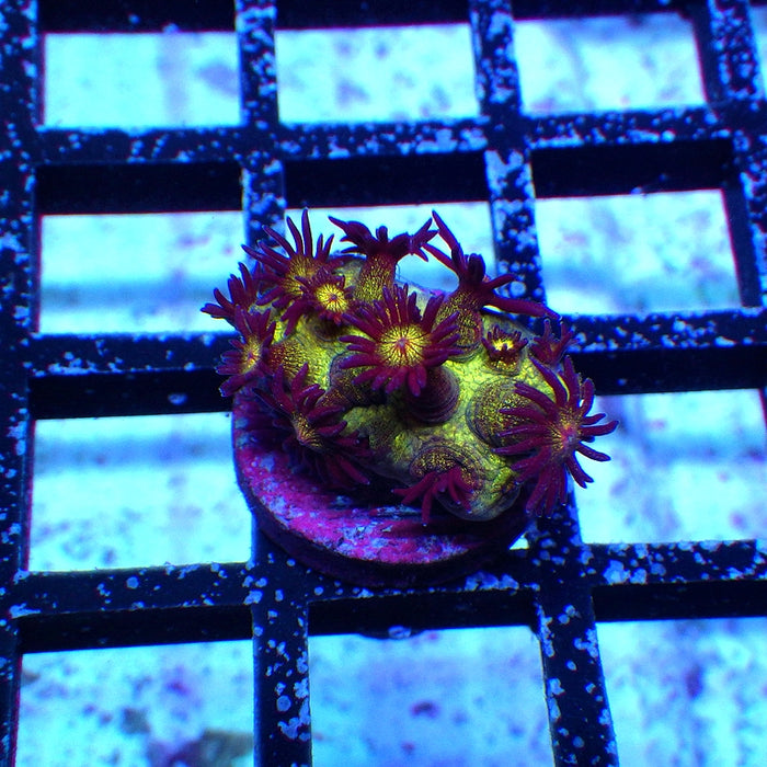Goniopora Super Ultra Glitter