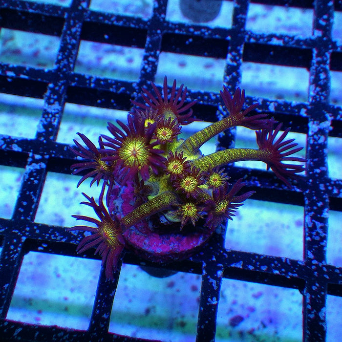Goniopora Super Ultra Glitter
