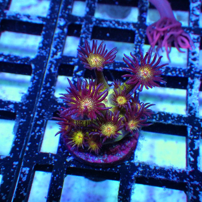 Goniopora Super Ultra Glitter