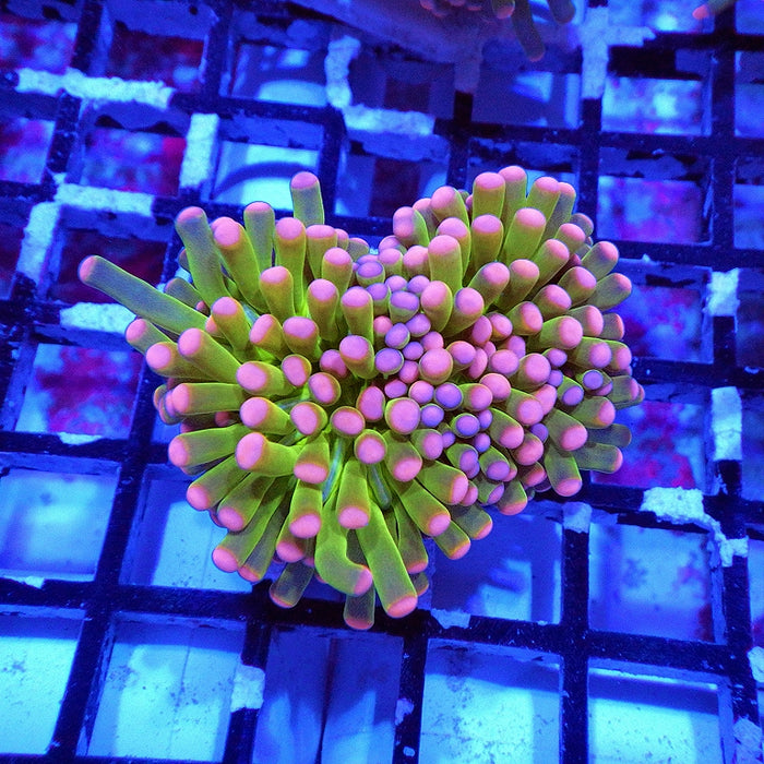 Super Ultra Green Bright Pink Tip Torch Unique