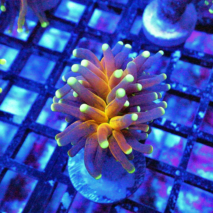 Ultra Tiger Torch Tricolor