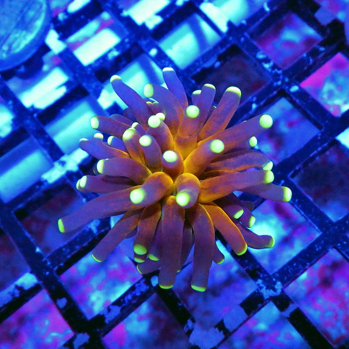 Ultra Tiger Torch Tricolor