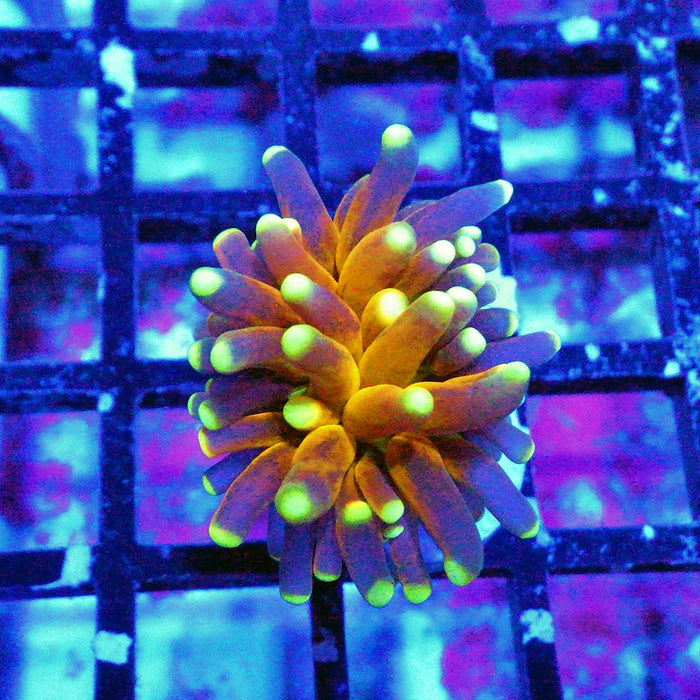 Ultra Tiger Torch Tricolor