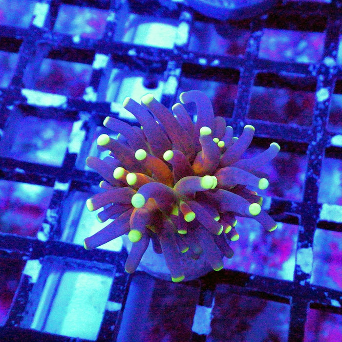 Ultra Tiger Torch Tricolor