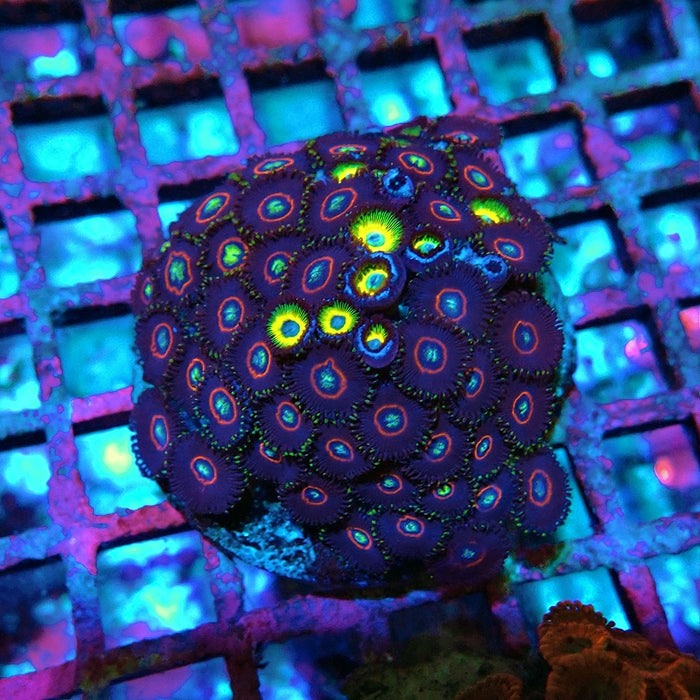 Zoas Premium Type Colony