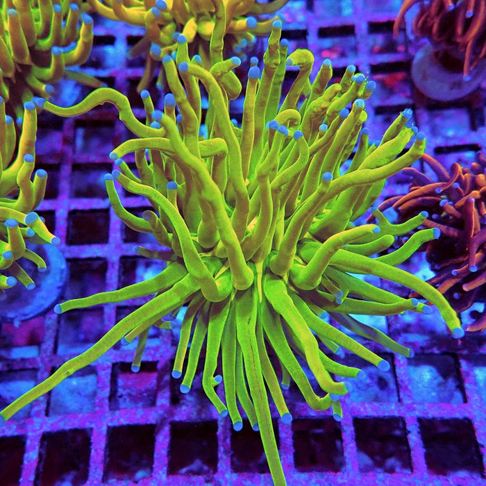Euphyllia Holy Grail Torch Premium (Will Color Up More)