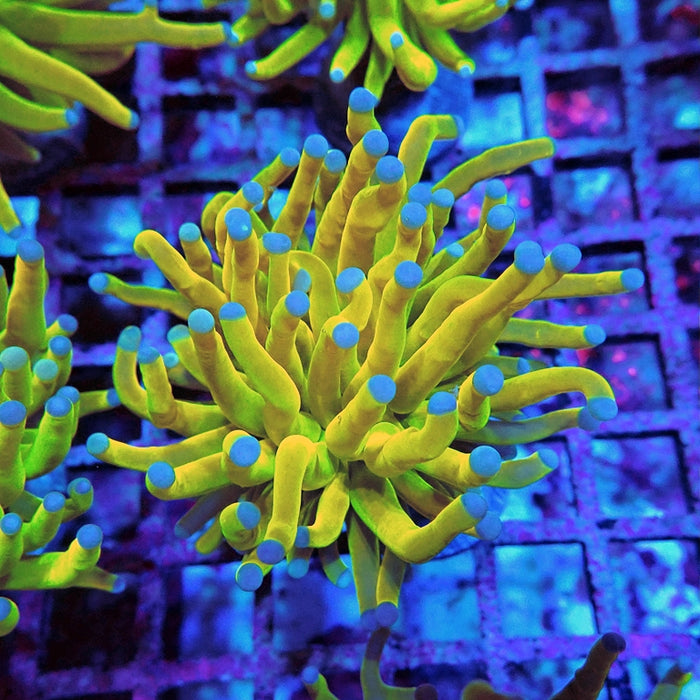 Euphyllia Holy Grail Torch Premium (Will Color Up More)