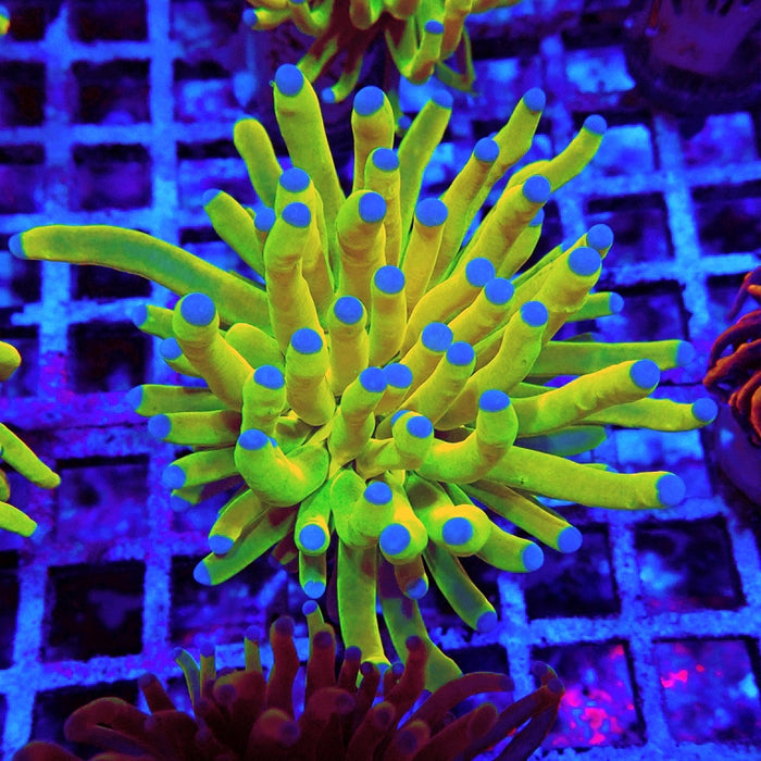 Euphyllia Holy Grail Torch Premium (Will Color Up More)