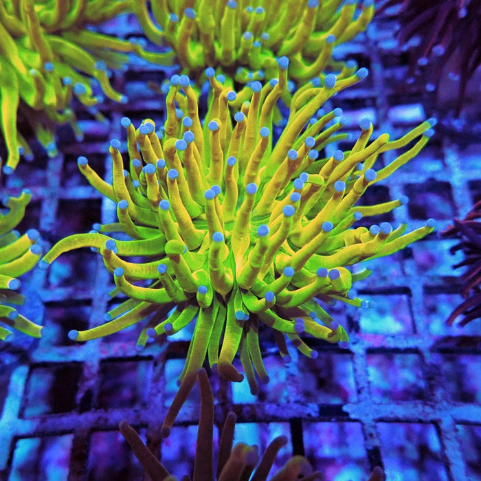 Euphyllia Holy Grail Torch Premium (Will Color Up More)