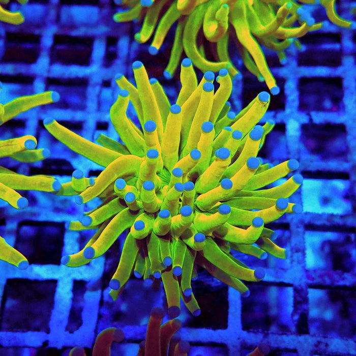 Euphyllia Holy Grail Torch Premium (Will Color Up More)