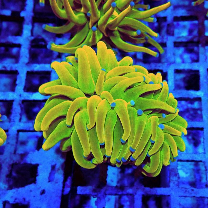 Euphyllia Holy Grail Torch Premium (Will Color Up More)