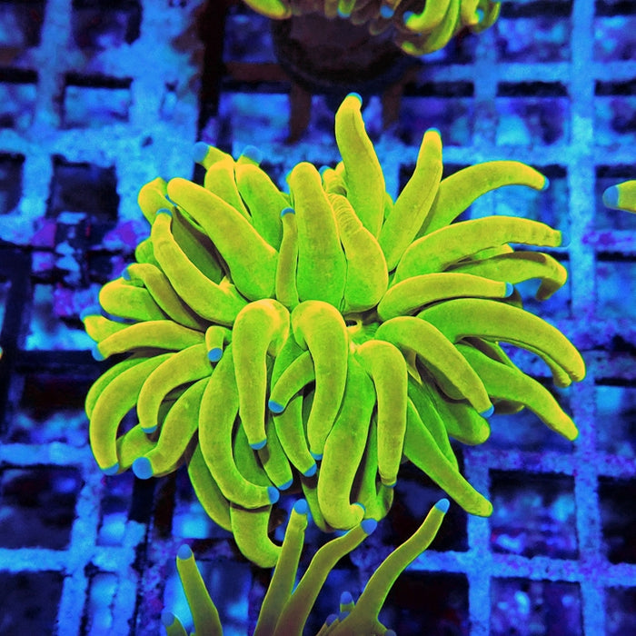 Euphyllia Holy Grail Torch Premium (Will Color Up More)