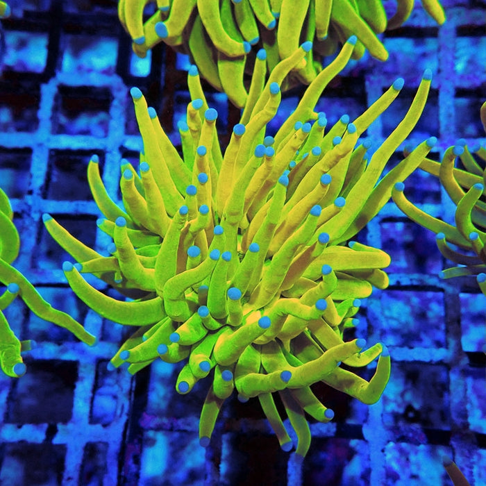 Euphyllia Holy Grail Torch Premium (Will Color Up More)