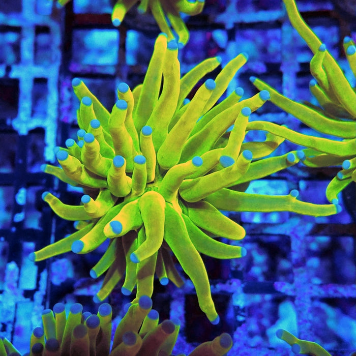 Euphyllia Holy Grail Torch Premium (Will Color Up More)