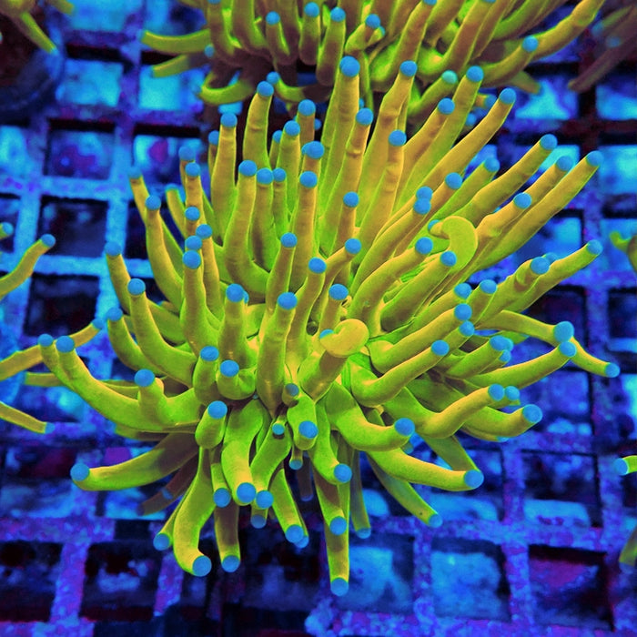 Euphyllia Holy Grail Torch Premium (Will Color Up More)