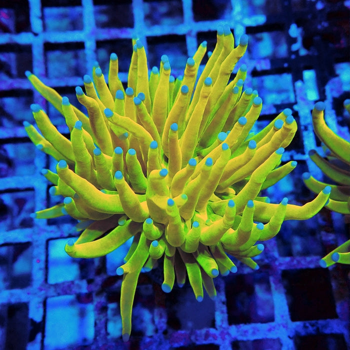 Euphyllia Holy Grail Torch Premium (Will Color Up More)