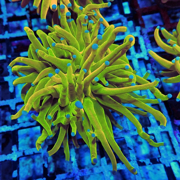 Euphyllia Holy Grail Torch Premium (Will Color Up More)