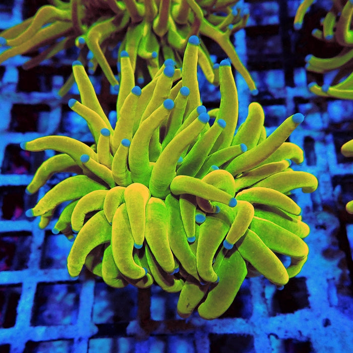 Euphyllia Holy Grail Torch Premium (Will Color Up More)