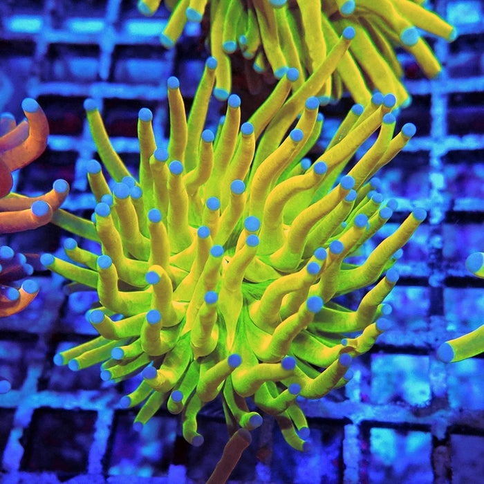 Euphyllia Holy Grail Torch Premium (Will Color Up More)