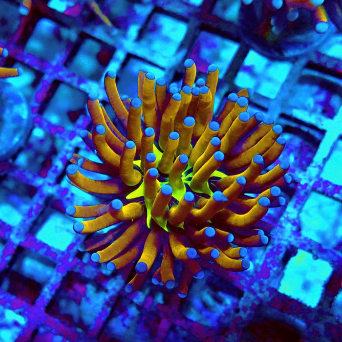 Euphyllia Gold Joker Torch Premium