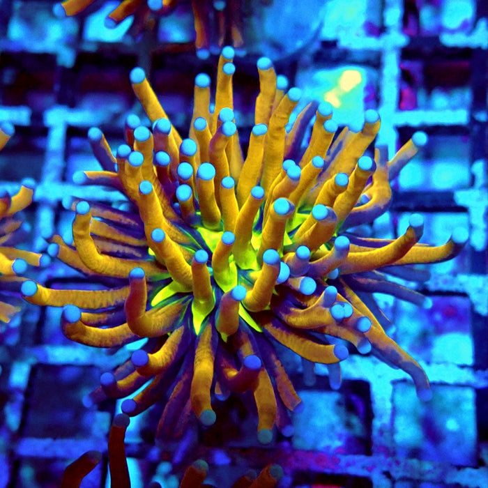 Euphyllia Gold Joker Torch Premium