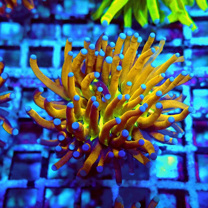 Euphyllia Gold Joker Torch Premium