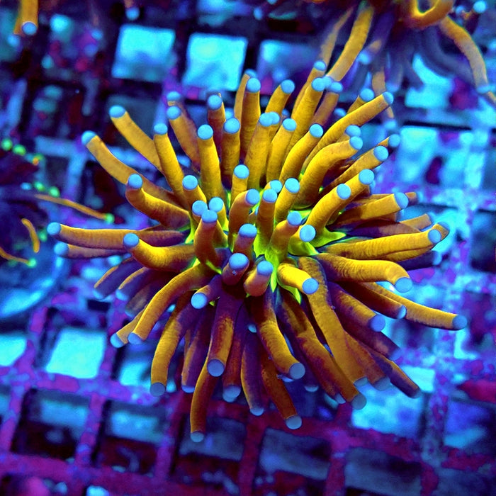 Euphyllia Gold Joker Torch Premium